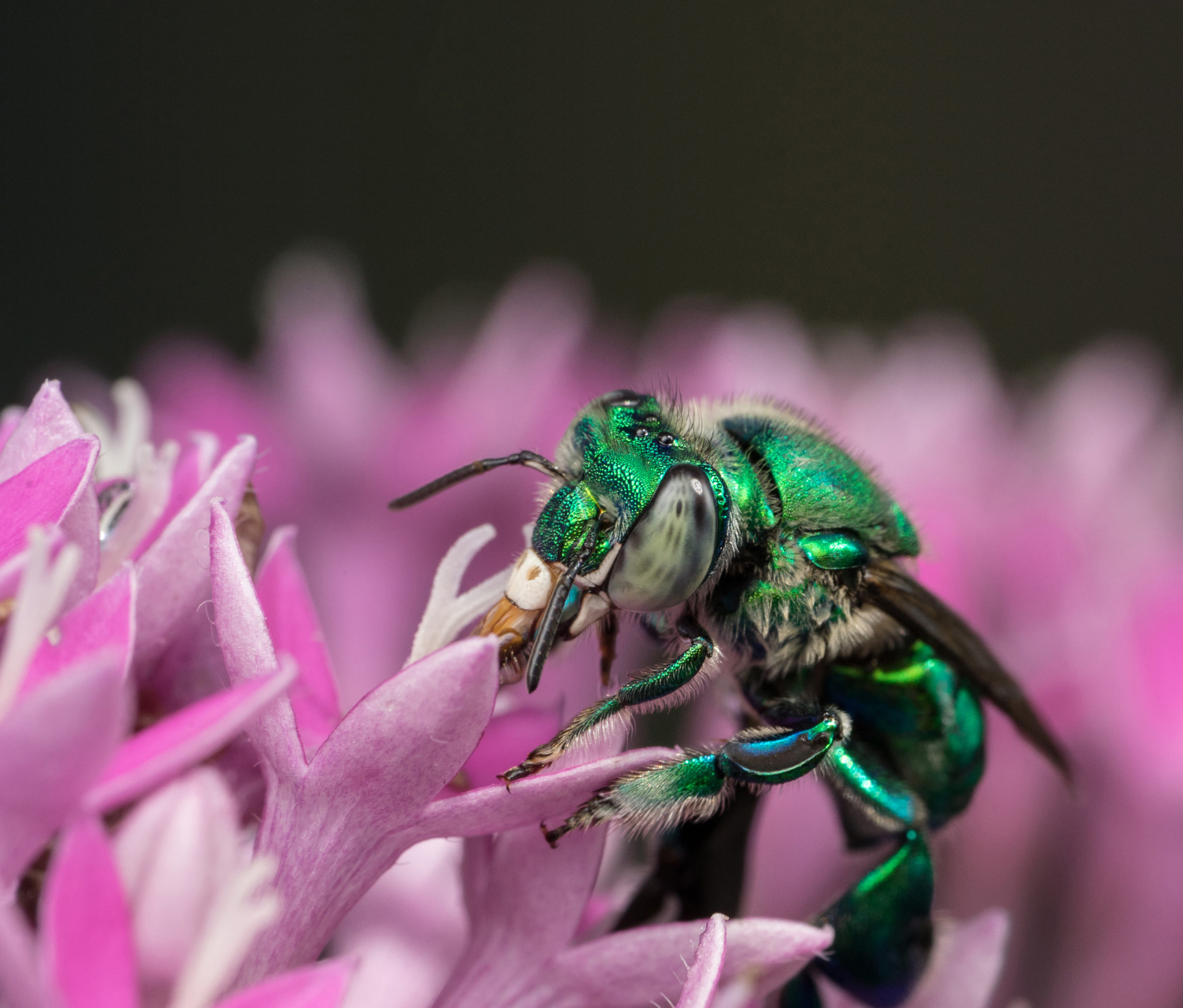 Green orchid bee drinking nectar out of a pink flower