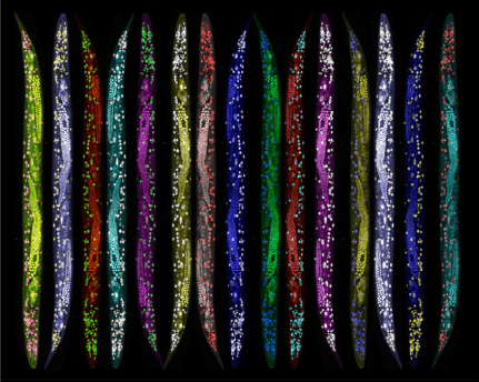 Repeating row of a microscopy image of a C. elegans nematode false-colored into a variety of colors.